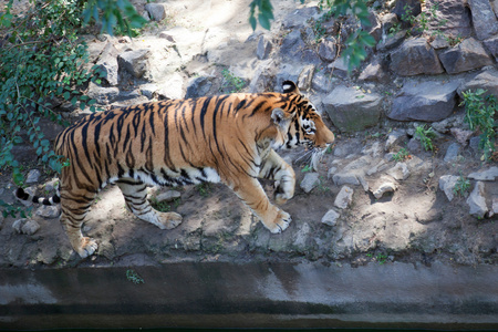 在动物园里的老虎