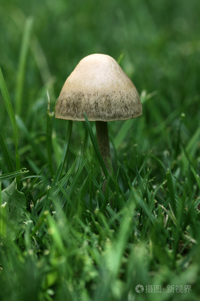 在绿色的草地被隔绝的蘑菇