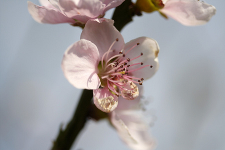 樱桃花