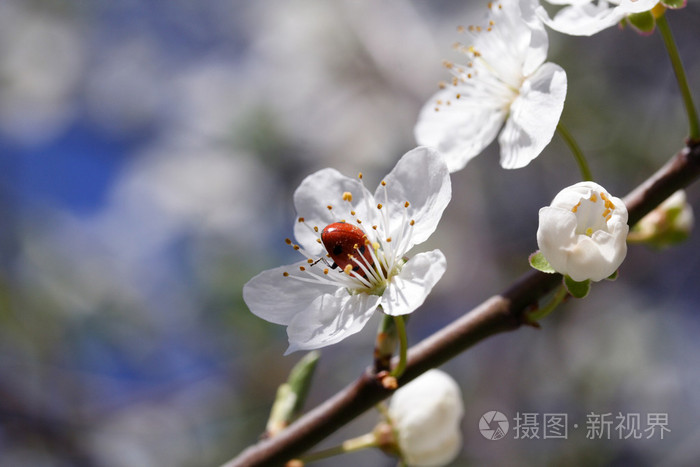 樱桃花