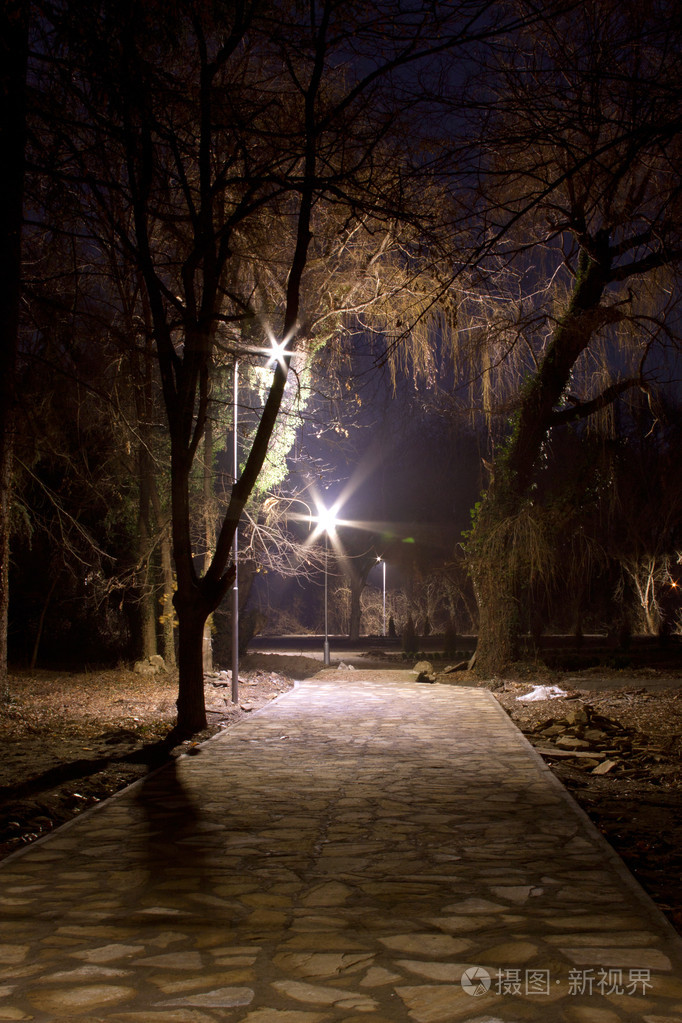 在晚上公园的树上