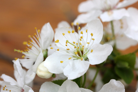 樱桃花