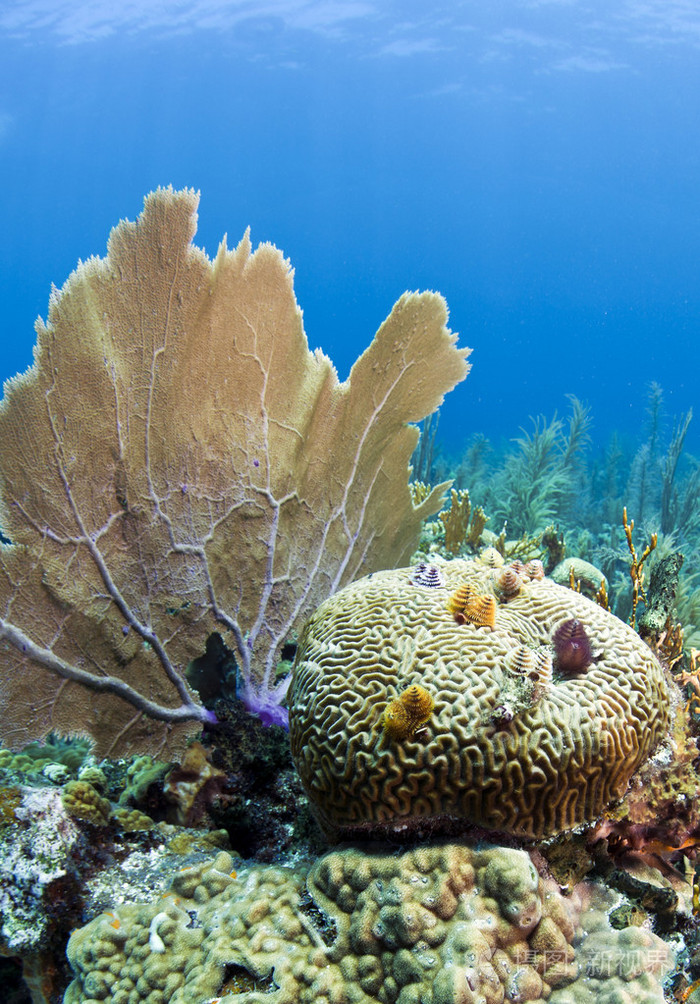 造礁珊瑚照片-正版商用图片19ymo2-摄图新视界