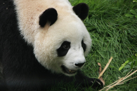 肖像大熊猫熊 大熊猫 中国
