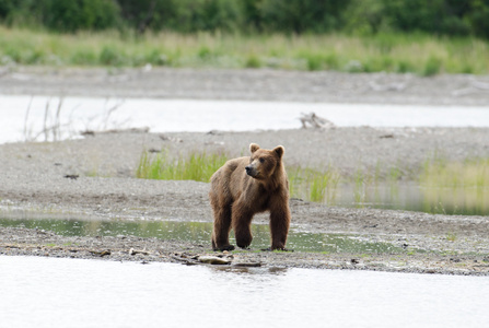 阿拉斯加棕熊沿着岸边走