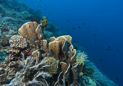 珊瑚花园印度尼西亚
