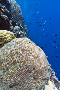 珊瑚墙布纳肯岛