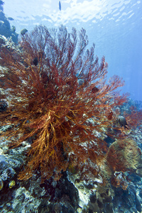 珊瑚墙布纳肯岛