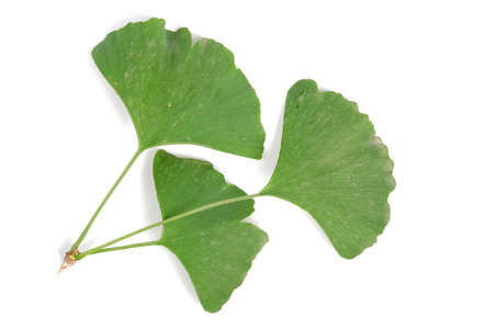  Ginkgo