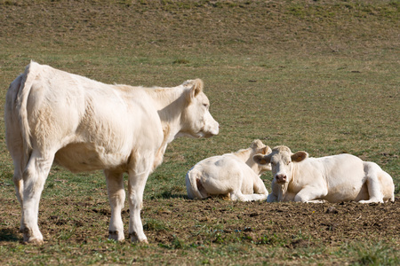 几头母牛在草地上