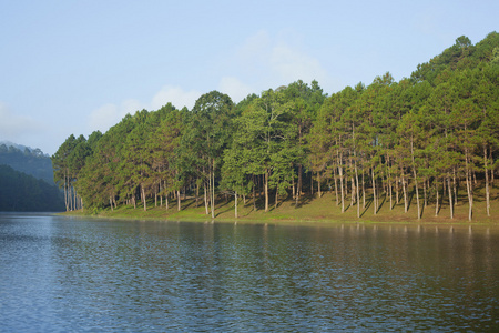 与松树树湖景观