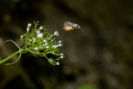 飞行蛾捡花粉