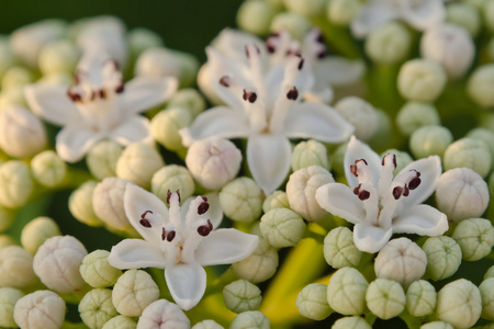 vita fltet blommor