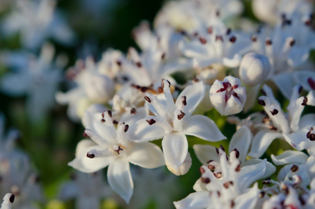 vita fltet blommor