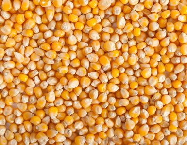 玉米计划图片-玉米计划素材-玉米计划插画-摄图新视界