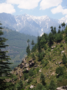 涵盖的树木喜马拉雅山的山边坡图片