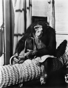 女性悲男慰坐上篮戴单片的黑猩猩