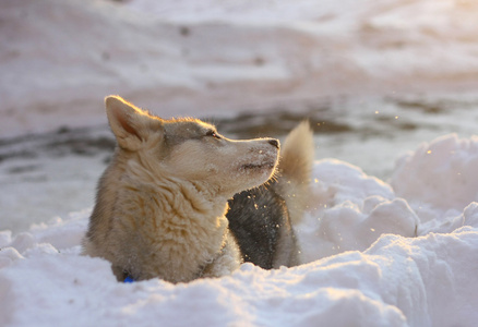 在雪中沐浴