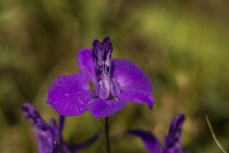 花宏