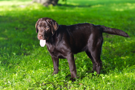 年轻巧克力拉布拉多犬站在绿草地上