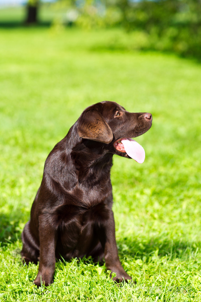 坐在绿草地上的年轻巧克力拉布拉多犬