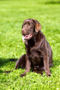 坐在绿草地上的年轻巧克力拉布拉多犬