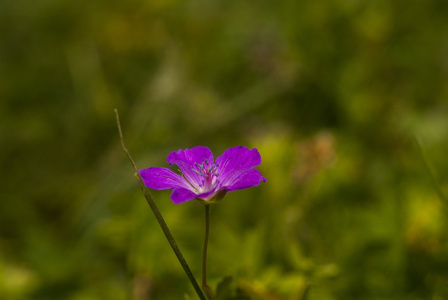 花宏