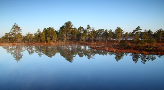 在爱沙尼亚的沼泽