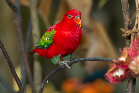 相思鸟费氏羽毛图片