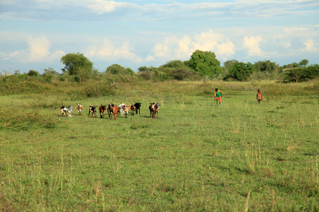 草甸在湖阿纳帕乌干达 非洲