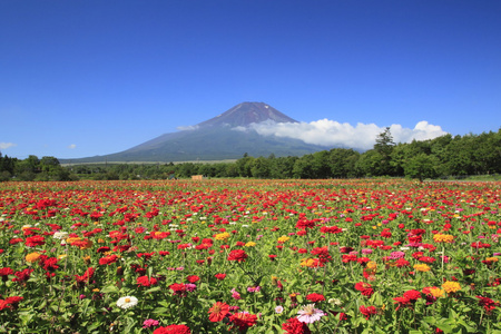 富士山和百日草