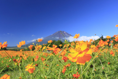 富士山和花