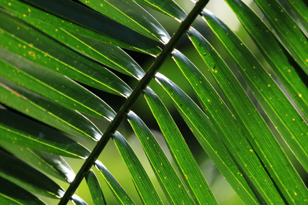 棕榈叶bigodi 沼泽乌干达