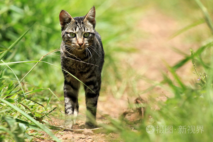 猫bigodi 湿地乌干达 非洲