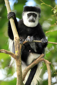 黑白疣猴乌干达 非洲