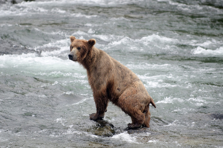 大马哈鱼在河中的大棕熊捕鱼