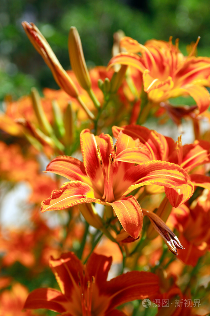 橙色的百合花