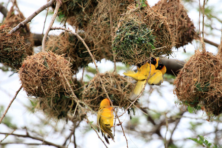 黄色织布鸟野生动物保护区乌干达