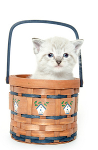 在篮子里的可爱小猫