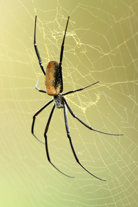 nephila 蜘蛛非洲野生动物