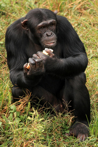 黑猩猩乌干达