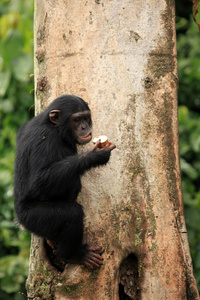 黑猩猩乌干达