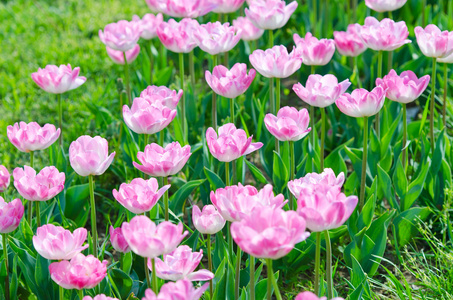 郁金香花在夏天的花园