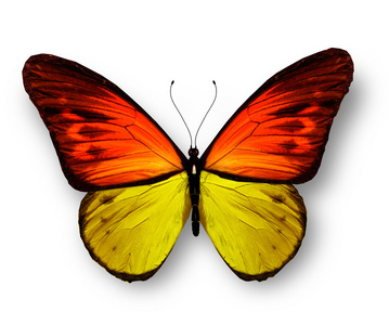 黄橙色的蝴蝶，在白色背景上孤立
