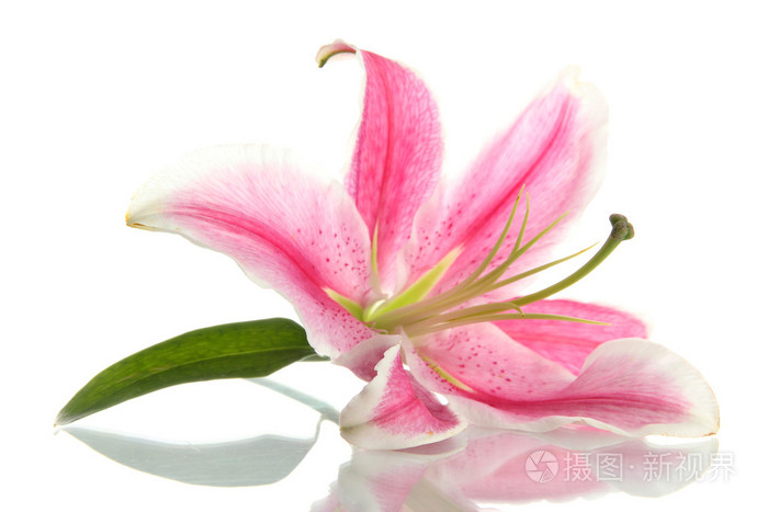 美丽粉色百合,白色上孤立