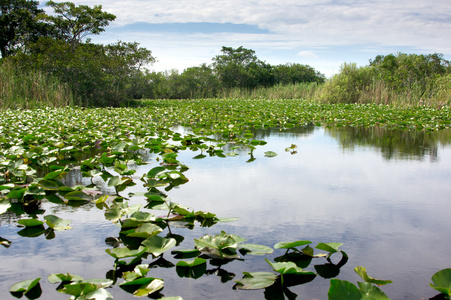 佛罗里达大沼泽地