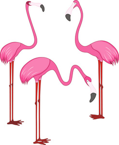 三个不同的美丽的粉红色的火烈鸟