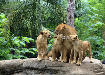 家庭的狮子