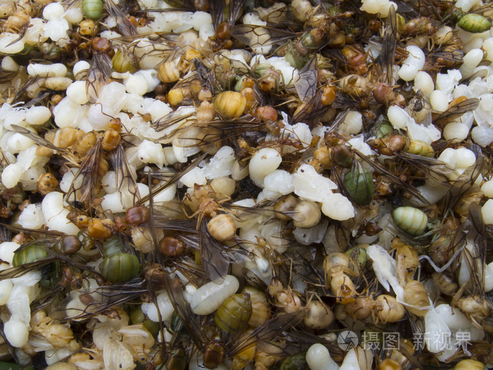 新孵出的红蚁myrmicinae