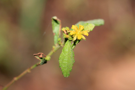 黄色热带花卉